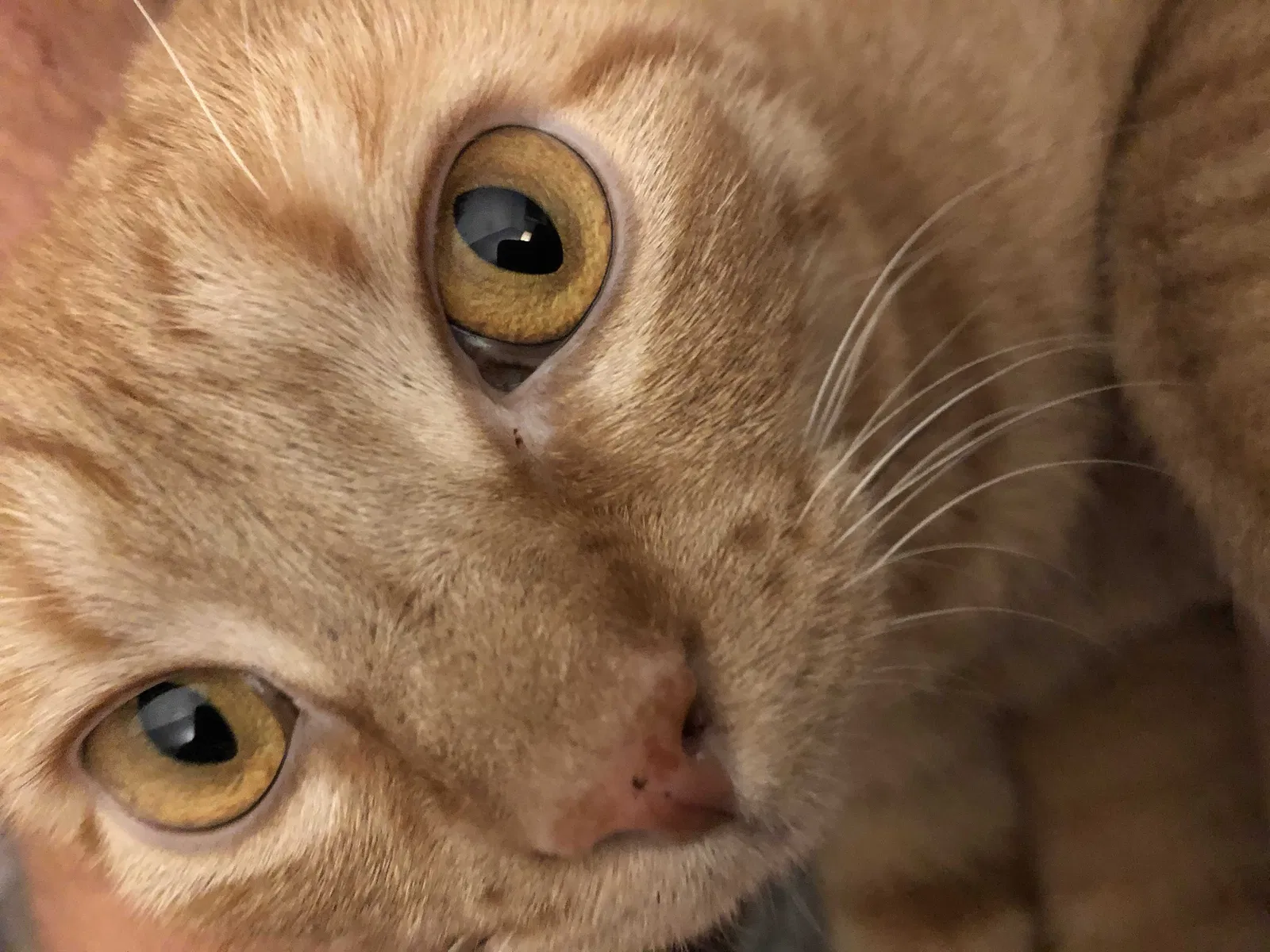 Lost cat in Austin, TX, 78749
