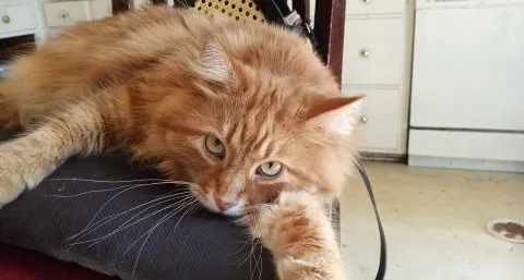 Lost cat in Saint Paul, MN, 55122