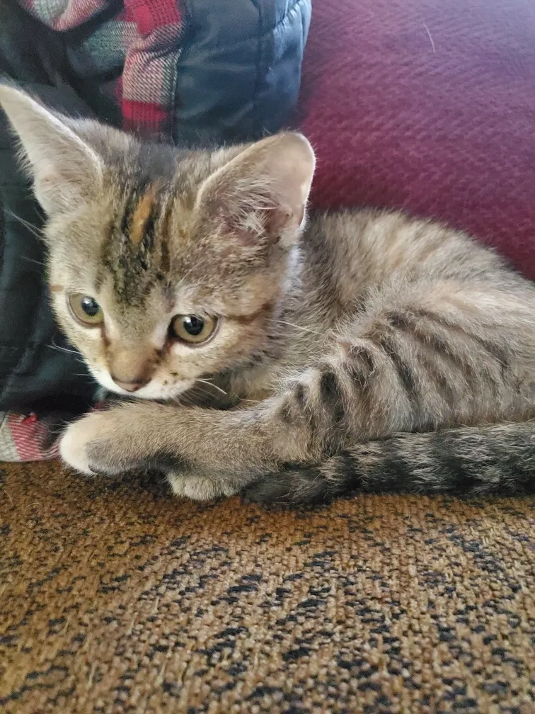 Lost cat in Crestwood, KY, 40014