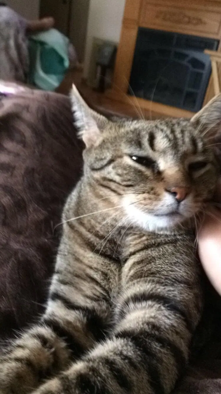 Lost cat in Rome, GA, 30161