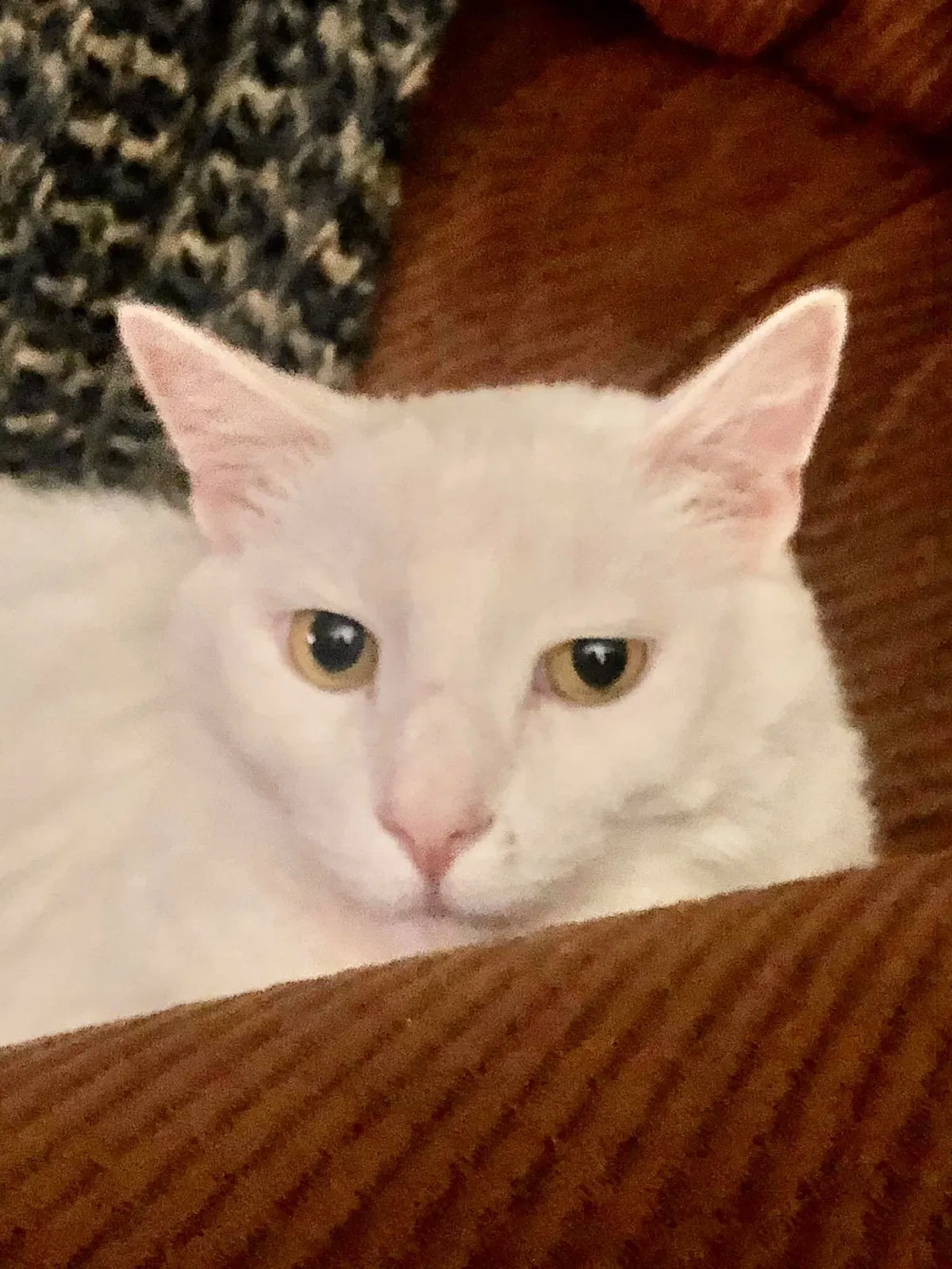 Lost cat in Mesa, AZ, 85208