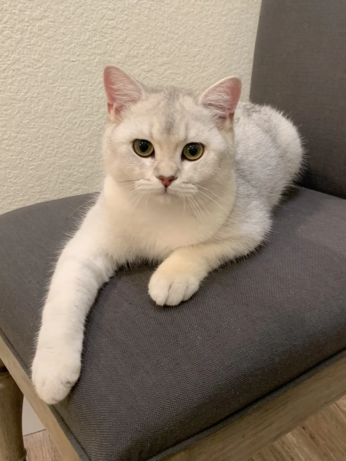Lost cat in San Ramon, CA, 94582