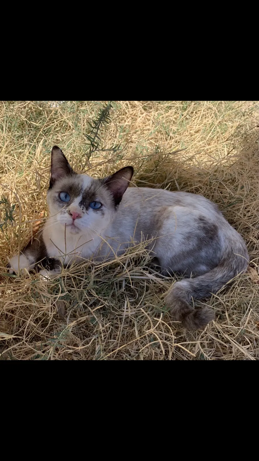 Lost cat in Phoenix, AZ, 85020
