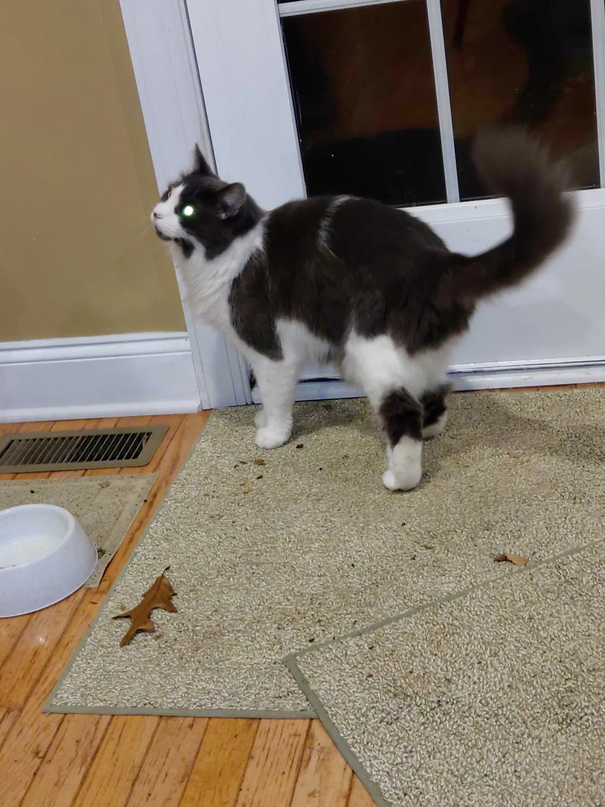 Lost cat in Plainsboro, NJ, 8536