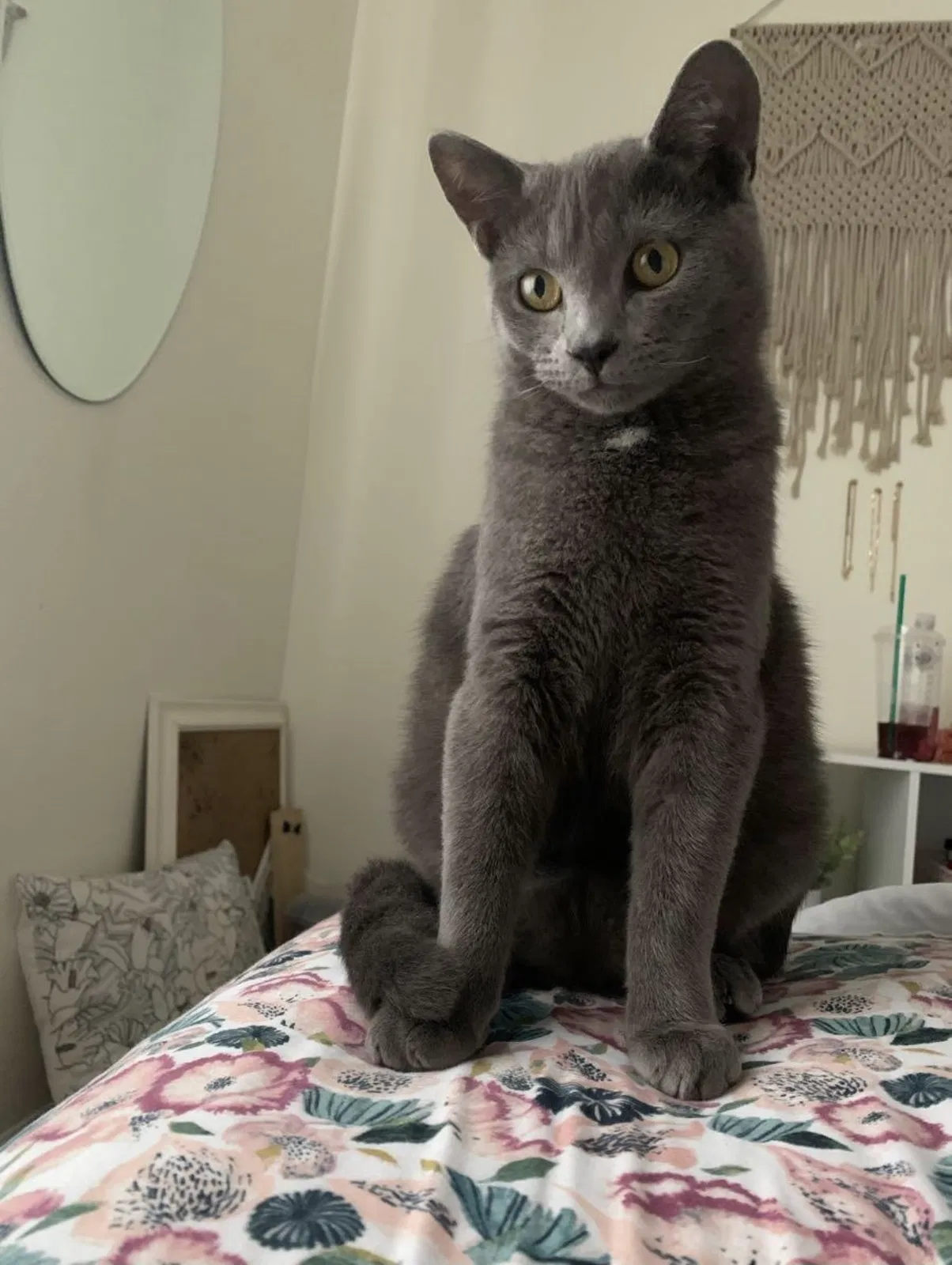 Lost cat in Frederick, MD, 21703