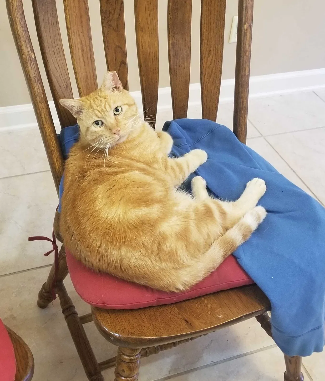 Lost cat in Memphis, TN, 38120