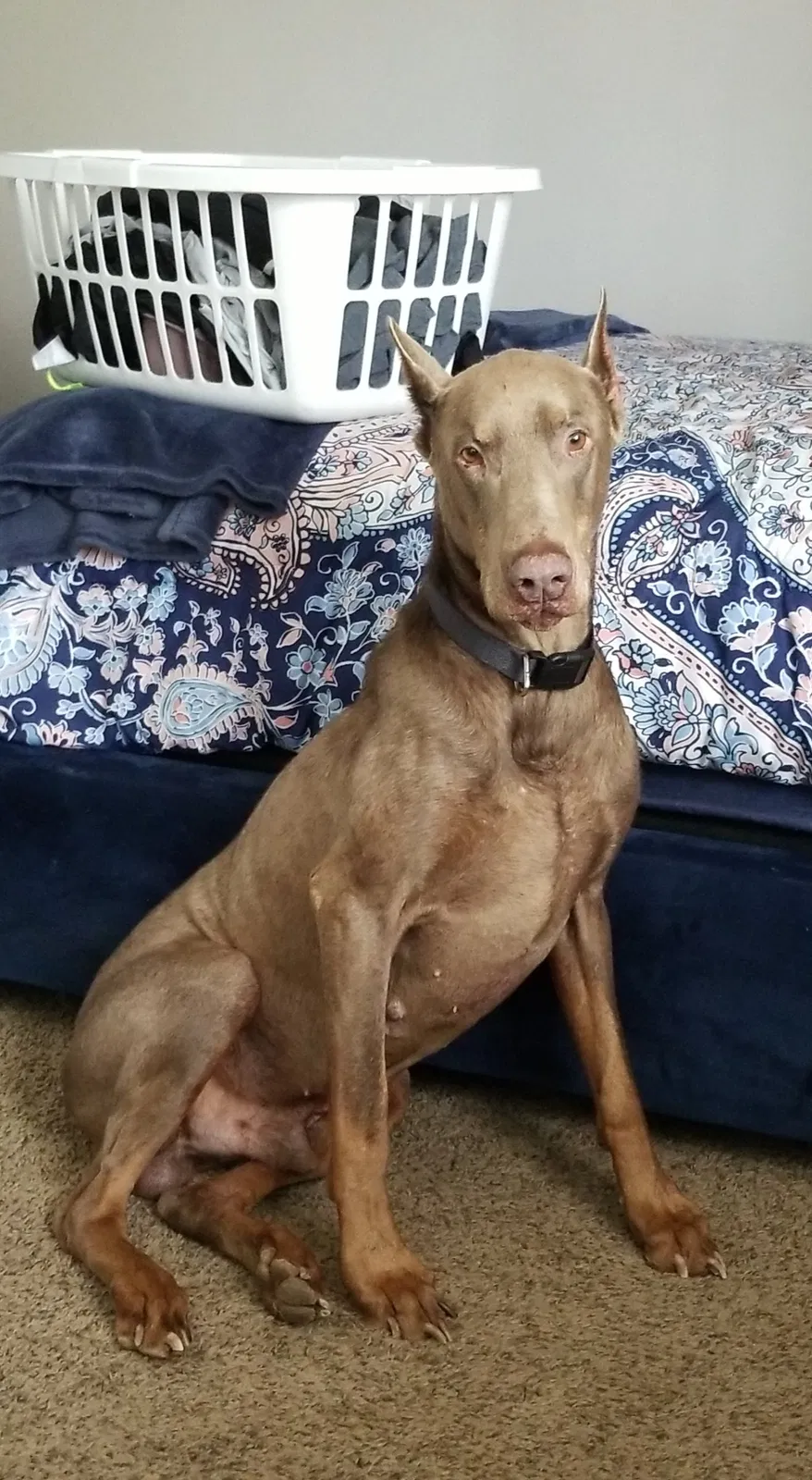Lost dog in Amarillo, TX, 79110