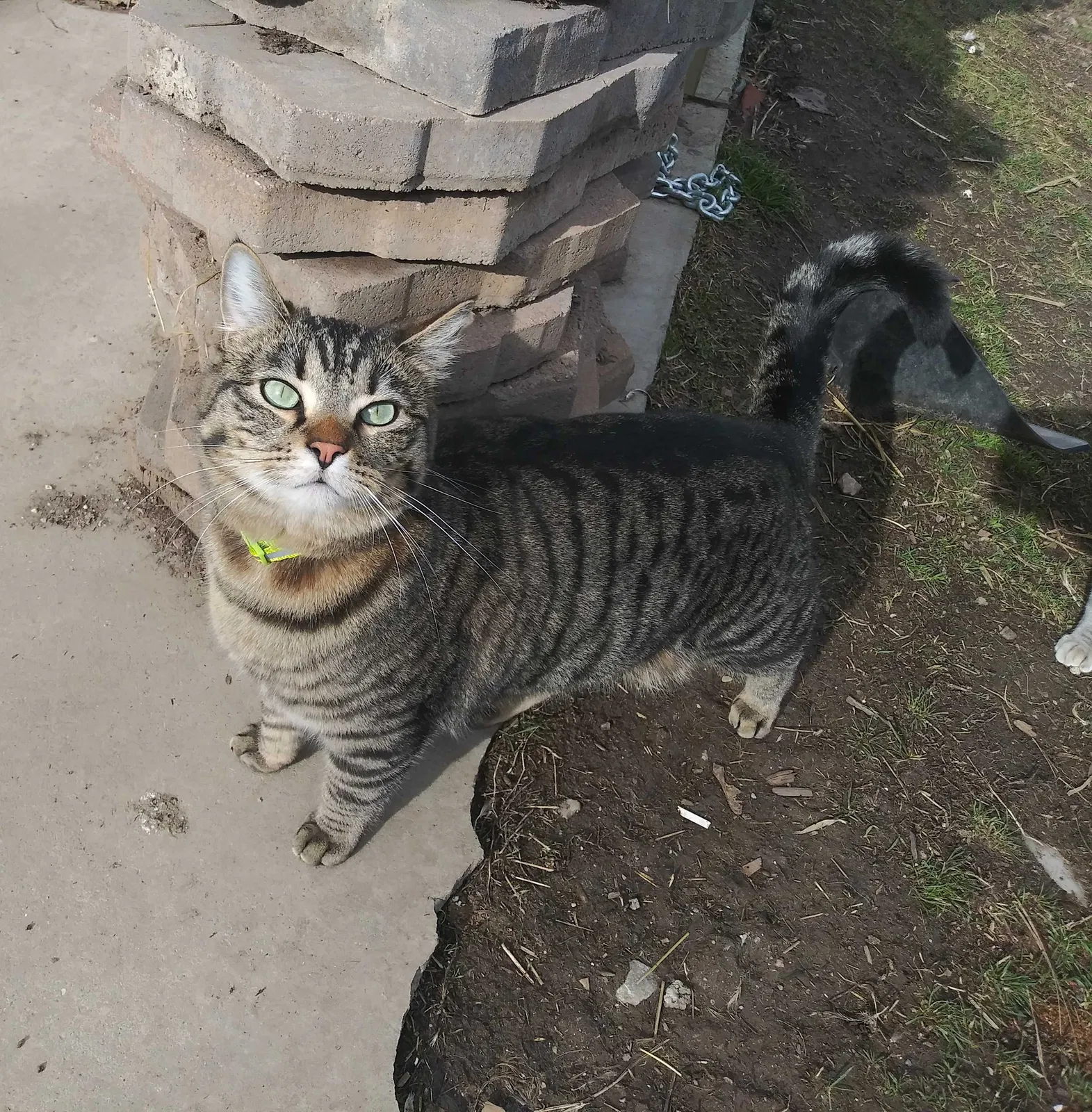 Lost cat in Ogden, UT, 84403