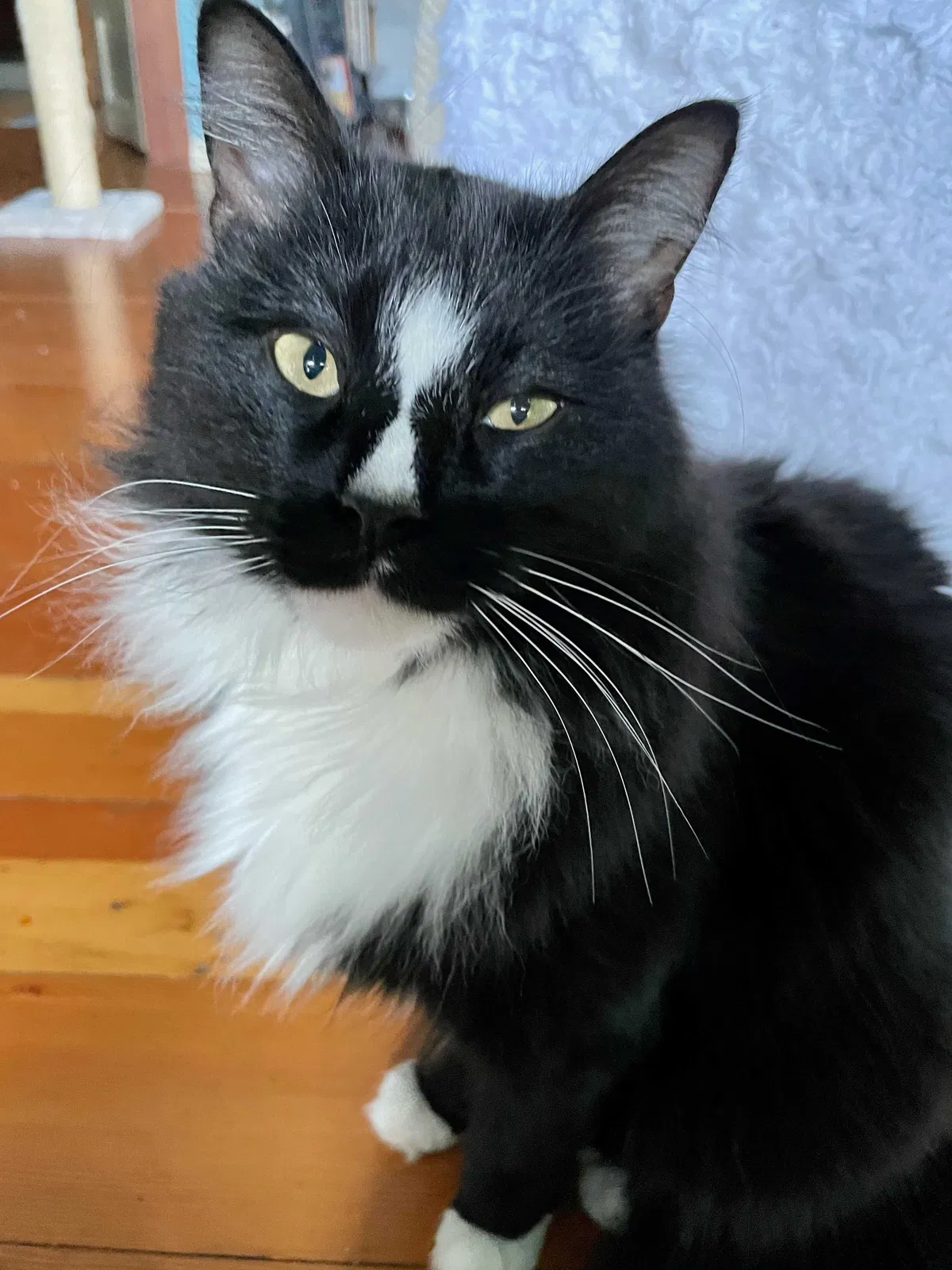 Lost cat in Portland, OR, 97231