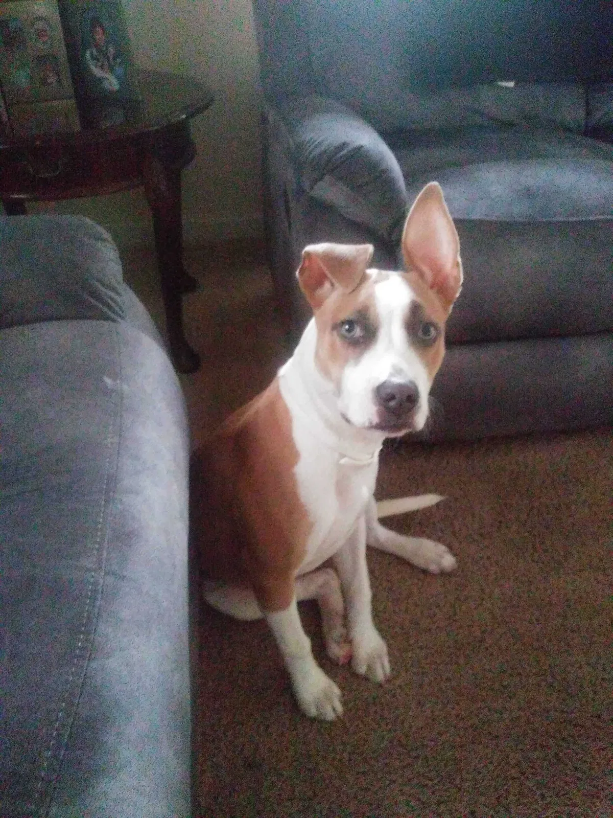 Lost dog in Norfolk, VA, 23513