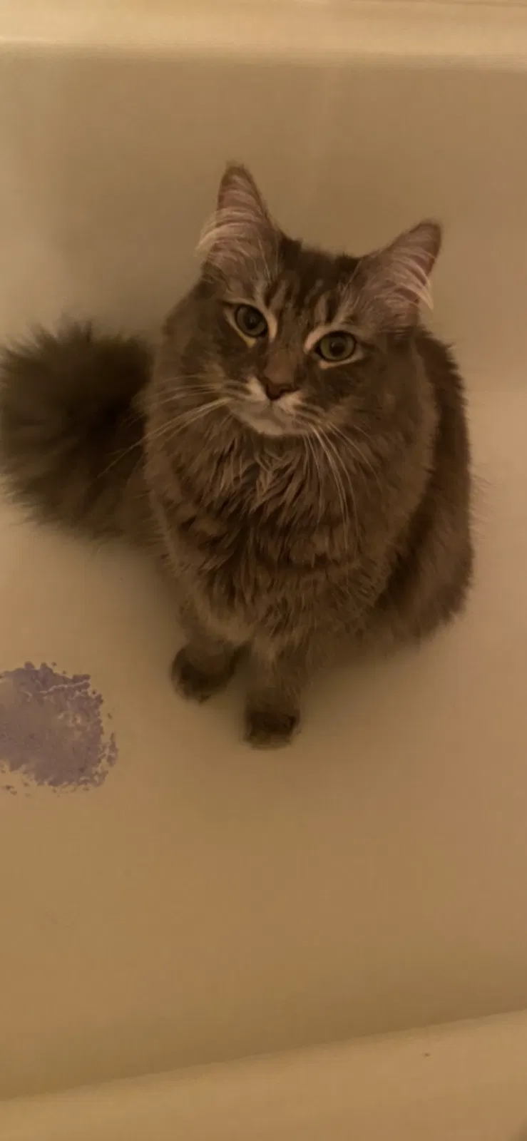 Lost cat in Saint Petersburg, FL, 33714