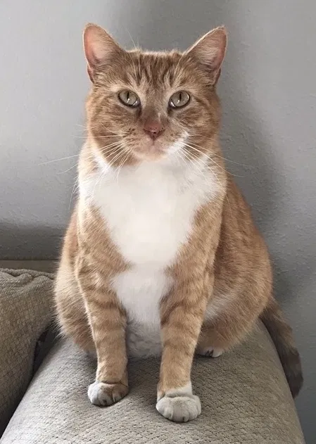 Lost cat in Whittier, CA, 90606
