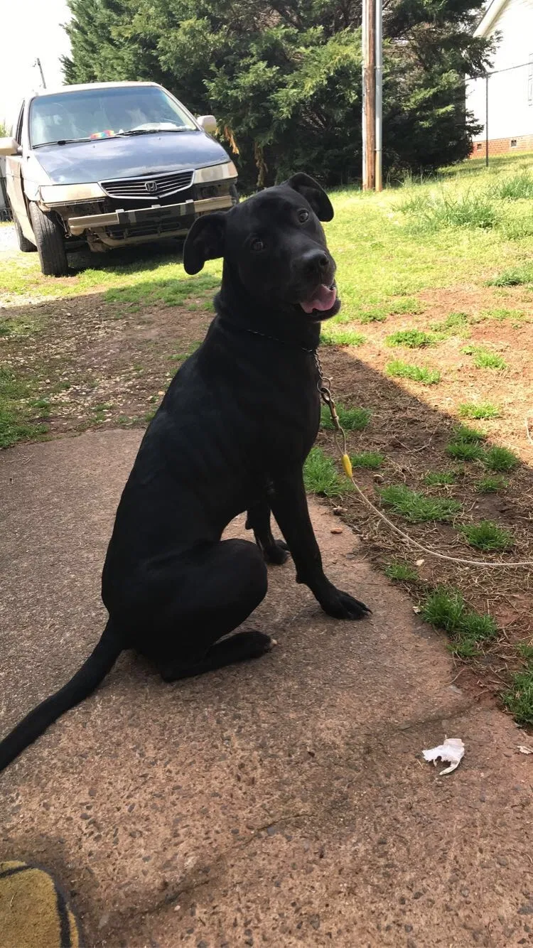 Lost dog in Rock Hill, SC, 29730