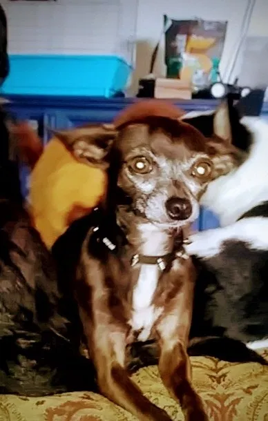 Lost dog in Merced, CA, 95341