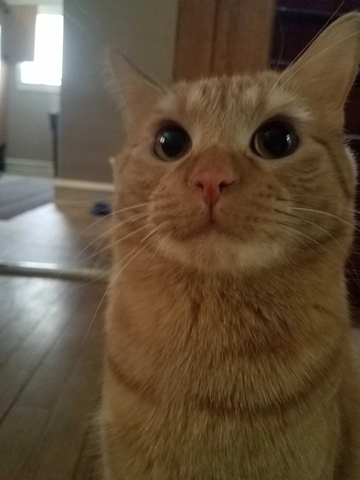 Lost cat in Cedar Rapids, IA, 52404