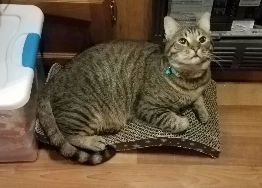 Lost cat in Port Townsend, WA, 98368