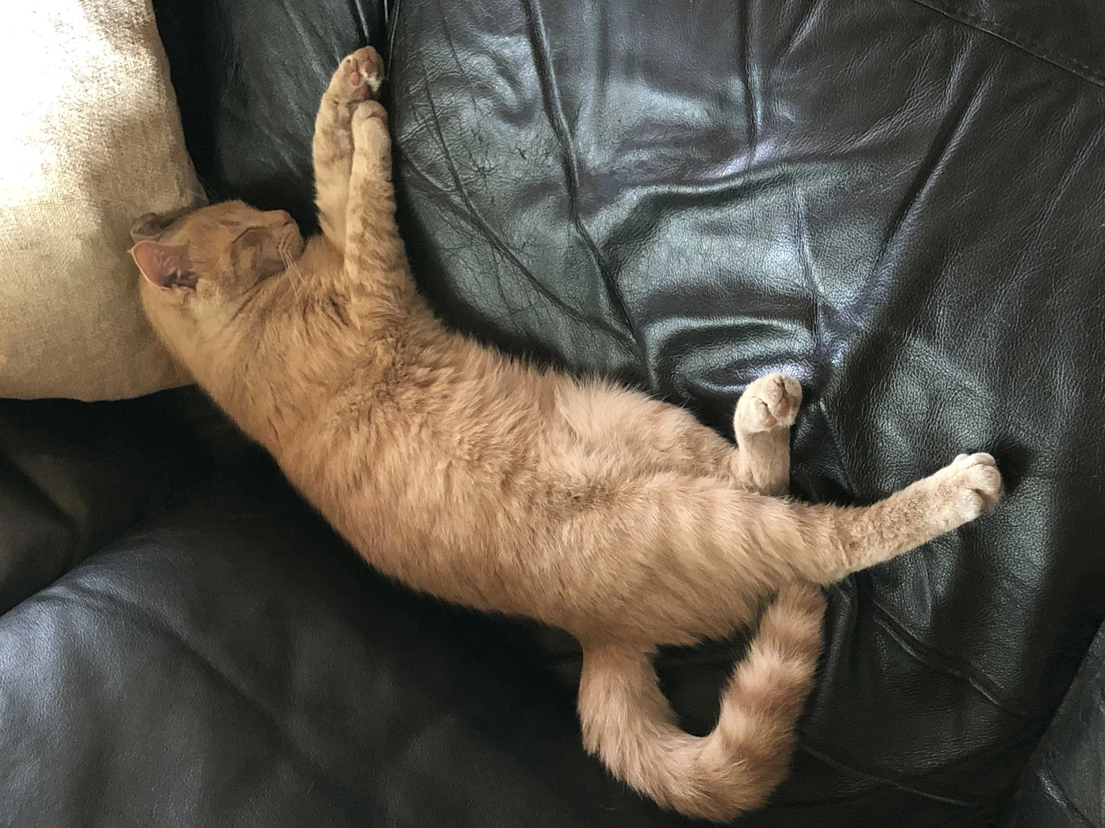 Lost cat in Middleburg, FL, 32068