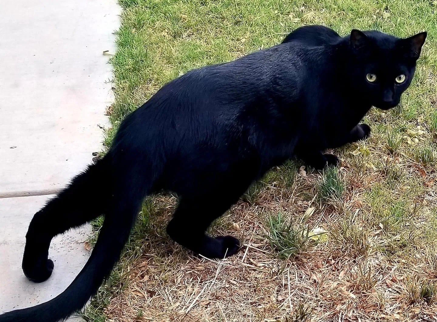 Lost cat in Lubbock, TX, 79424