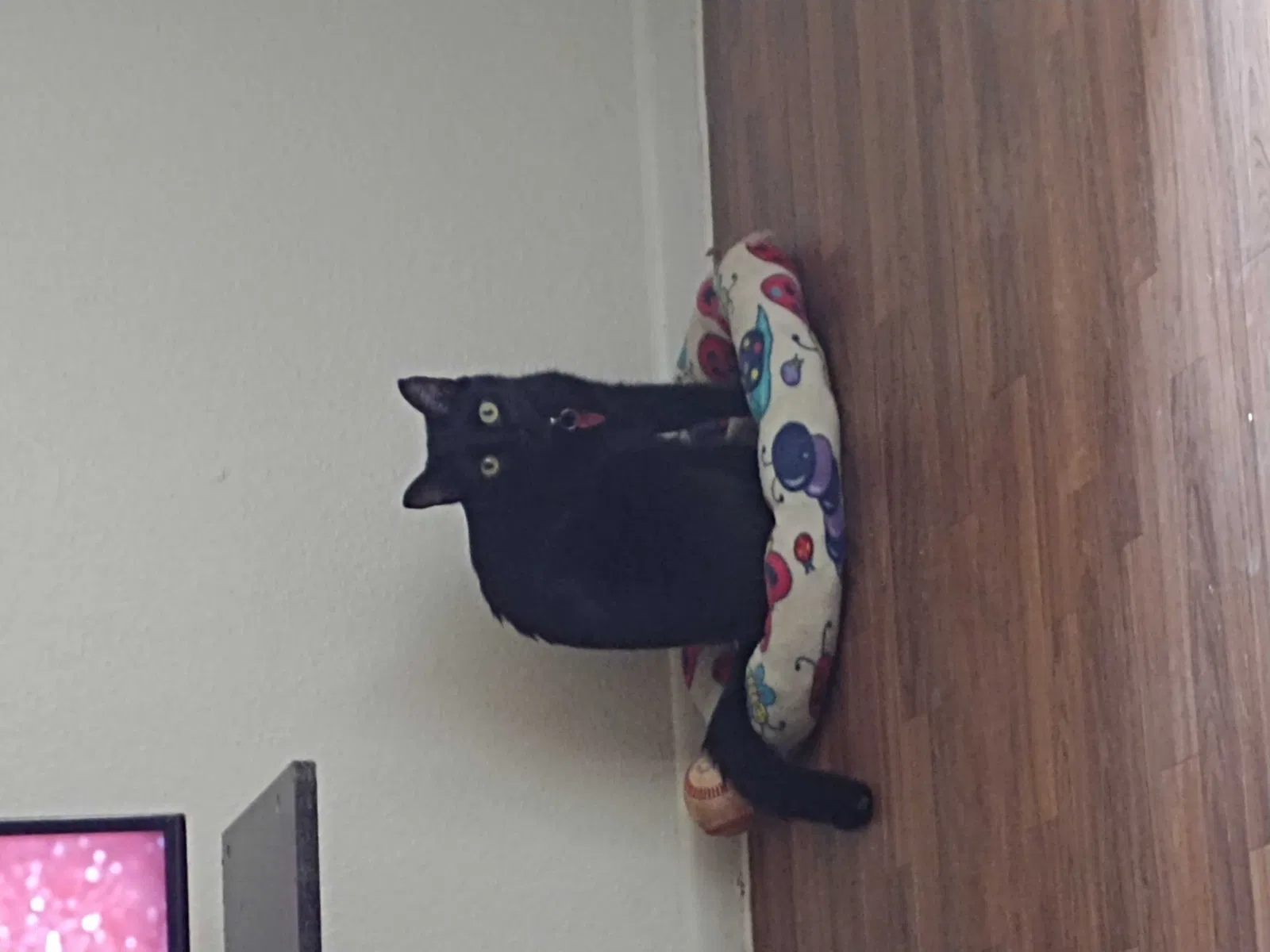 Lost cat in Mesa, AZ, 85201