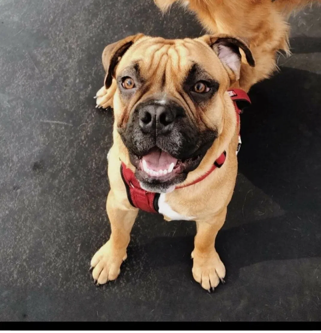 Lost dog in Mesa, AZ, 85201
