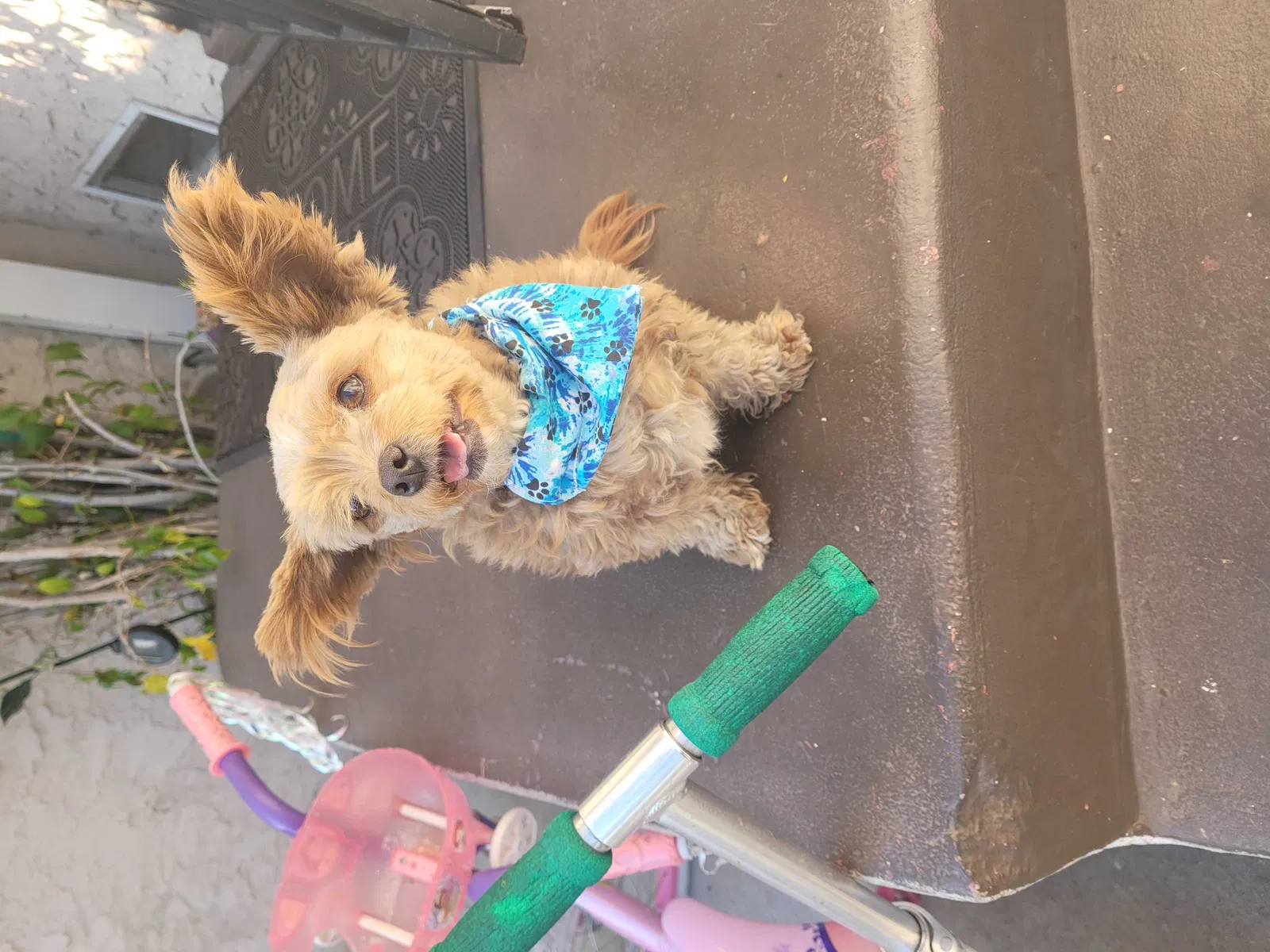 Lost dog in Los Angeles, CA, 90016