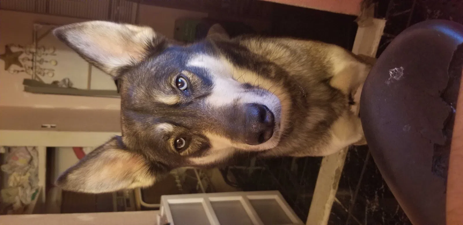 Lost dog in Laredo, TX, 78046
