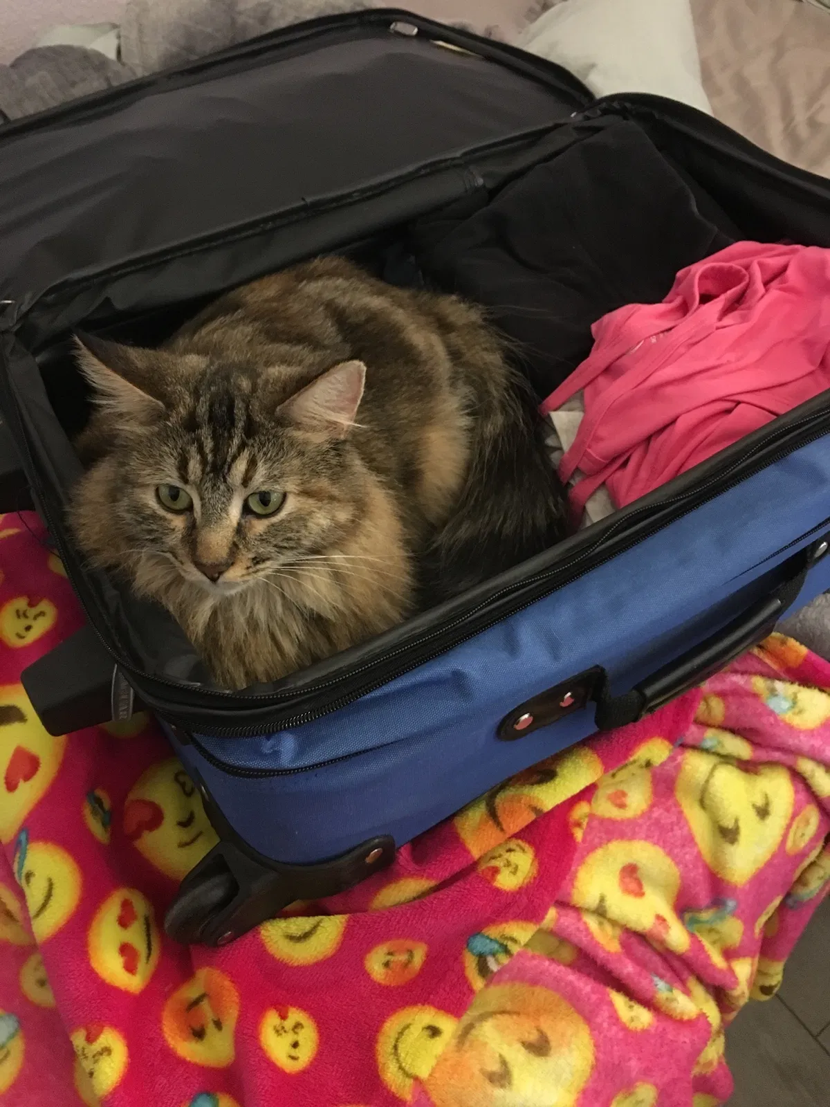 Lost cat in Tracy, CA, 95376
