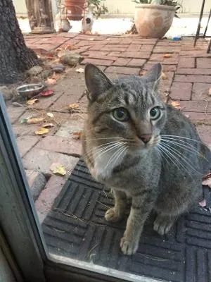 Found cat in Porter Ranch, CA, 91326