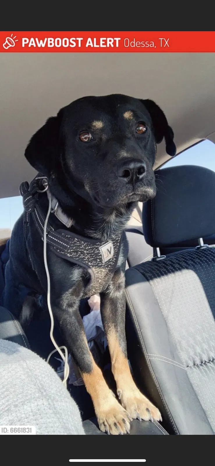Lost dog in Odessa, TX, 79761