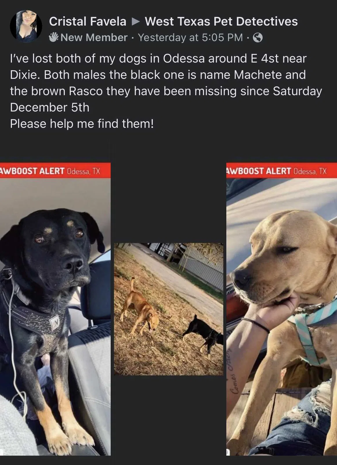 Lost dog in Odessa, TX, 79761
