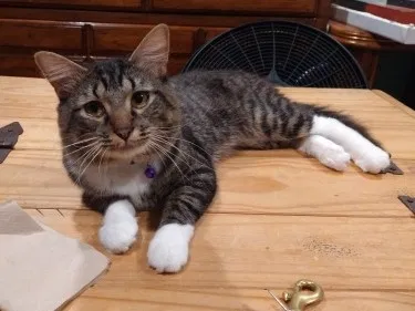 Lost cat in Chicago, IL, 60609