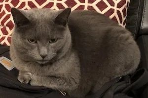 Lost cat in Sussex, WI, 53089