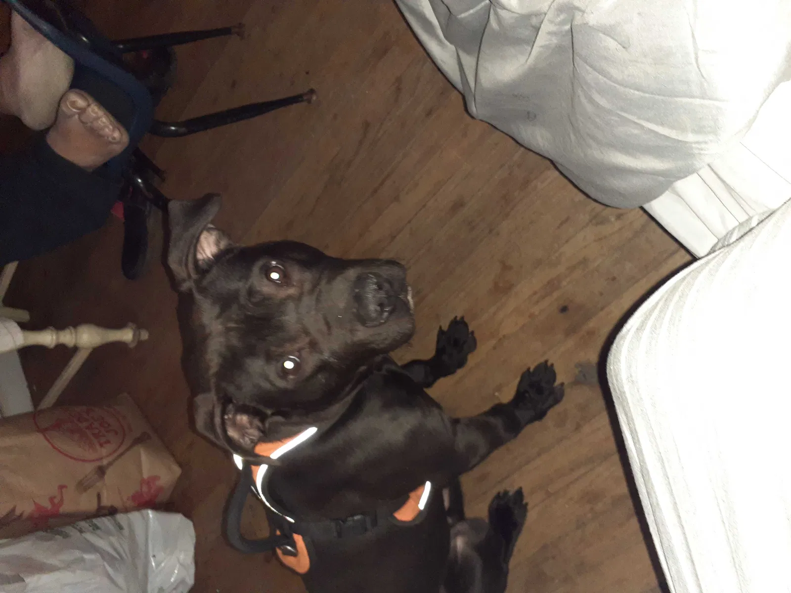 Lost dog in Detroit, MI, 48224