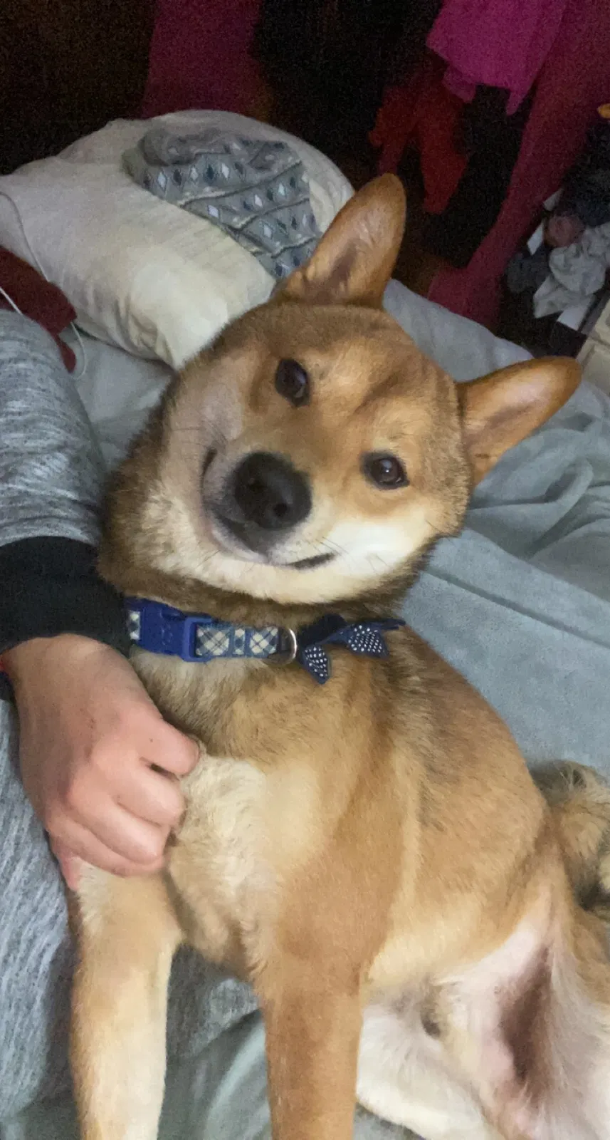 Lost dog in Columbus, OH, 43224