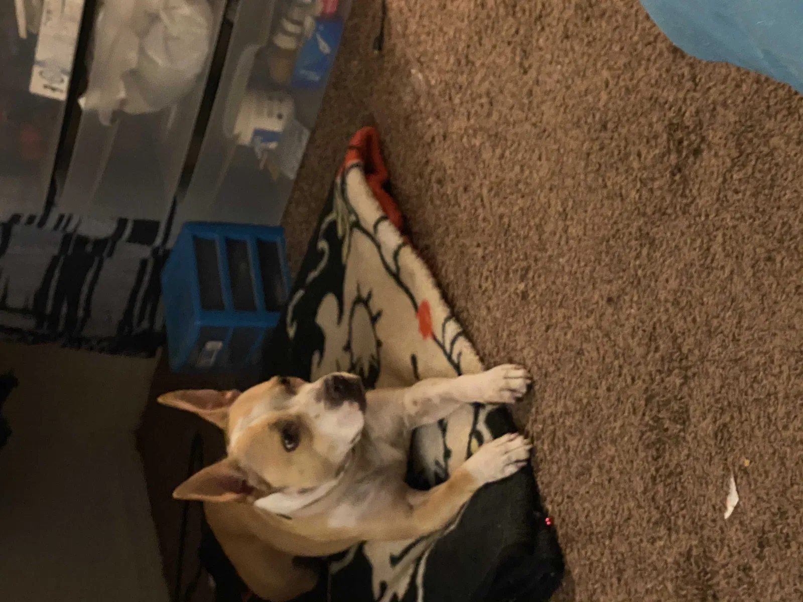 Lost dog in Tampa, FL, 33605