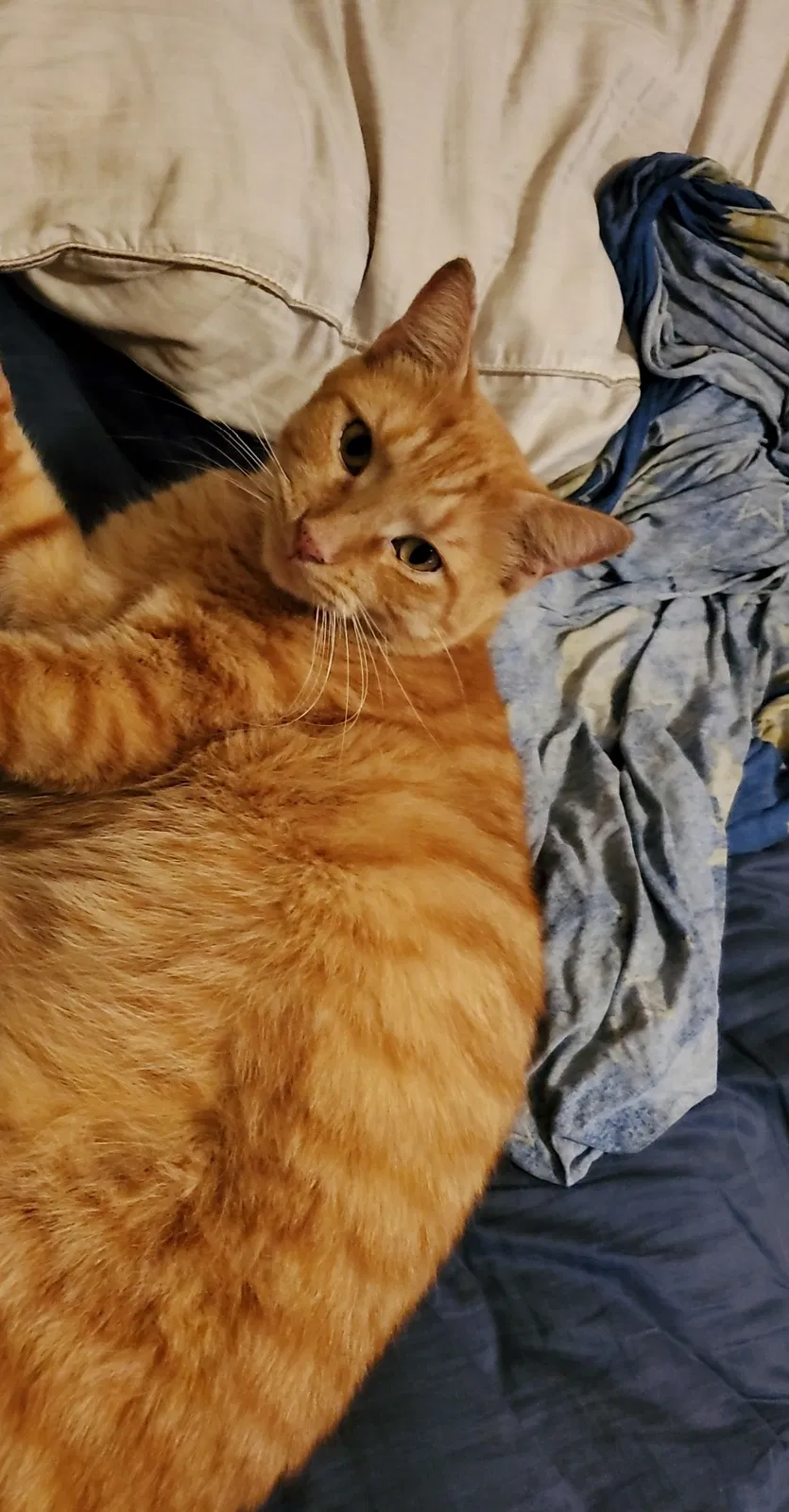 Lost cat in Richmond, VA, 23237