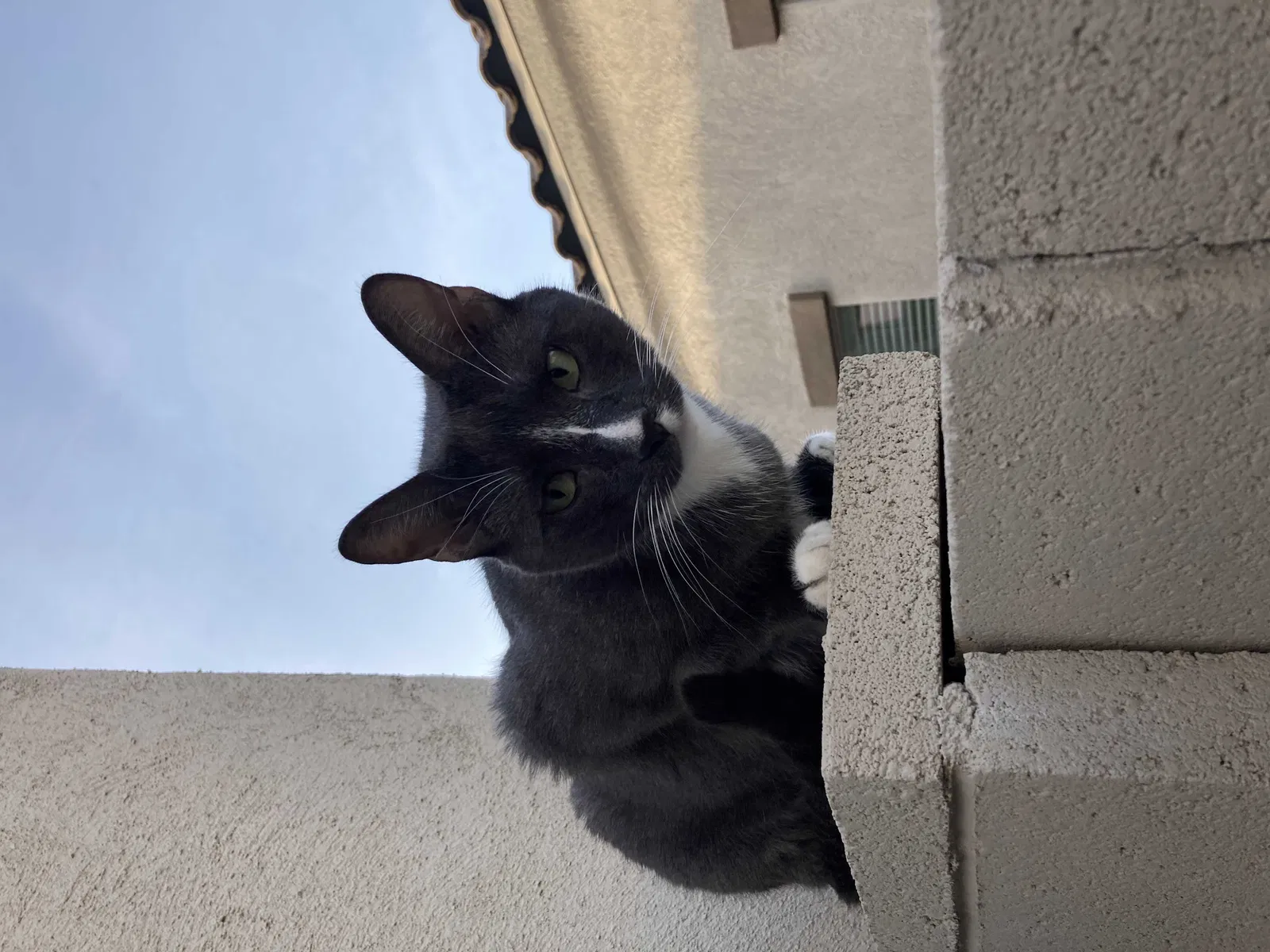 Lost cat in Phoenix, AZ, 85027