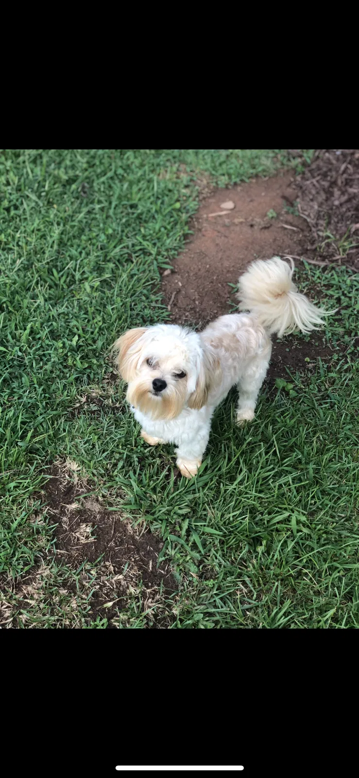 Lost dog in Spartanburg, SC, 29301
