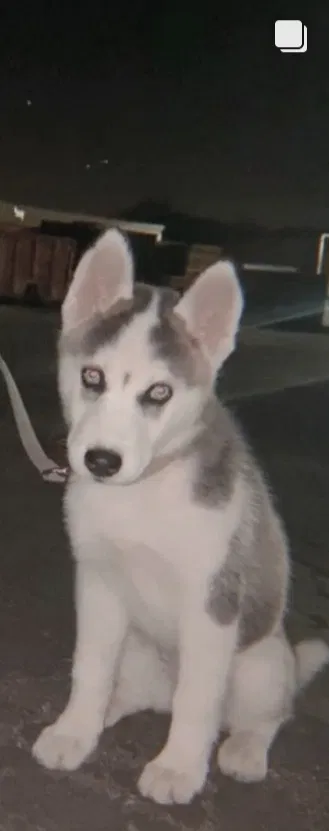 Lost dog in San Bernardino, CA, 92410