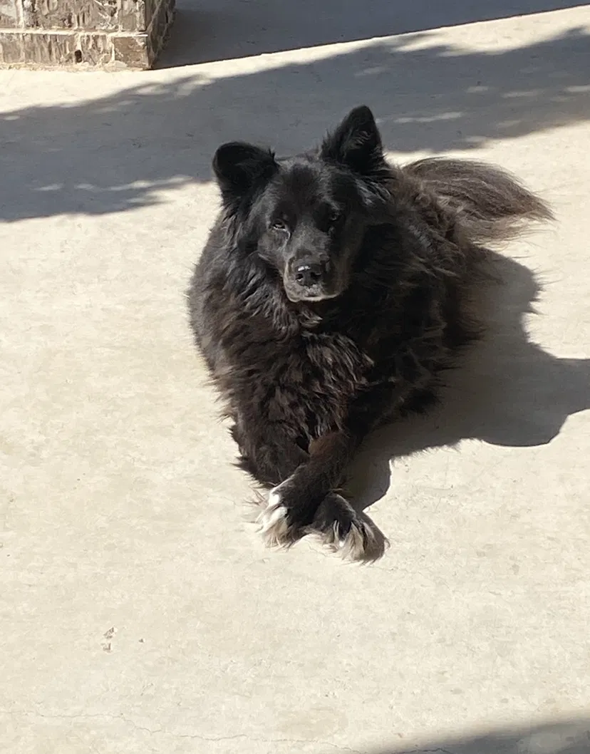 Lost dog in Roanoke, TX, 76262