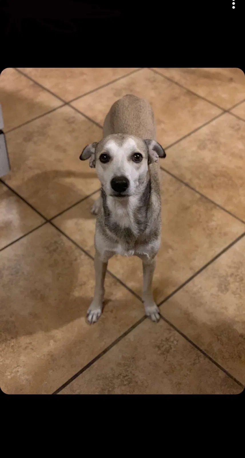 Lost dog in Bethany, OK, 73008