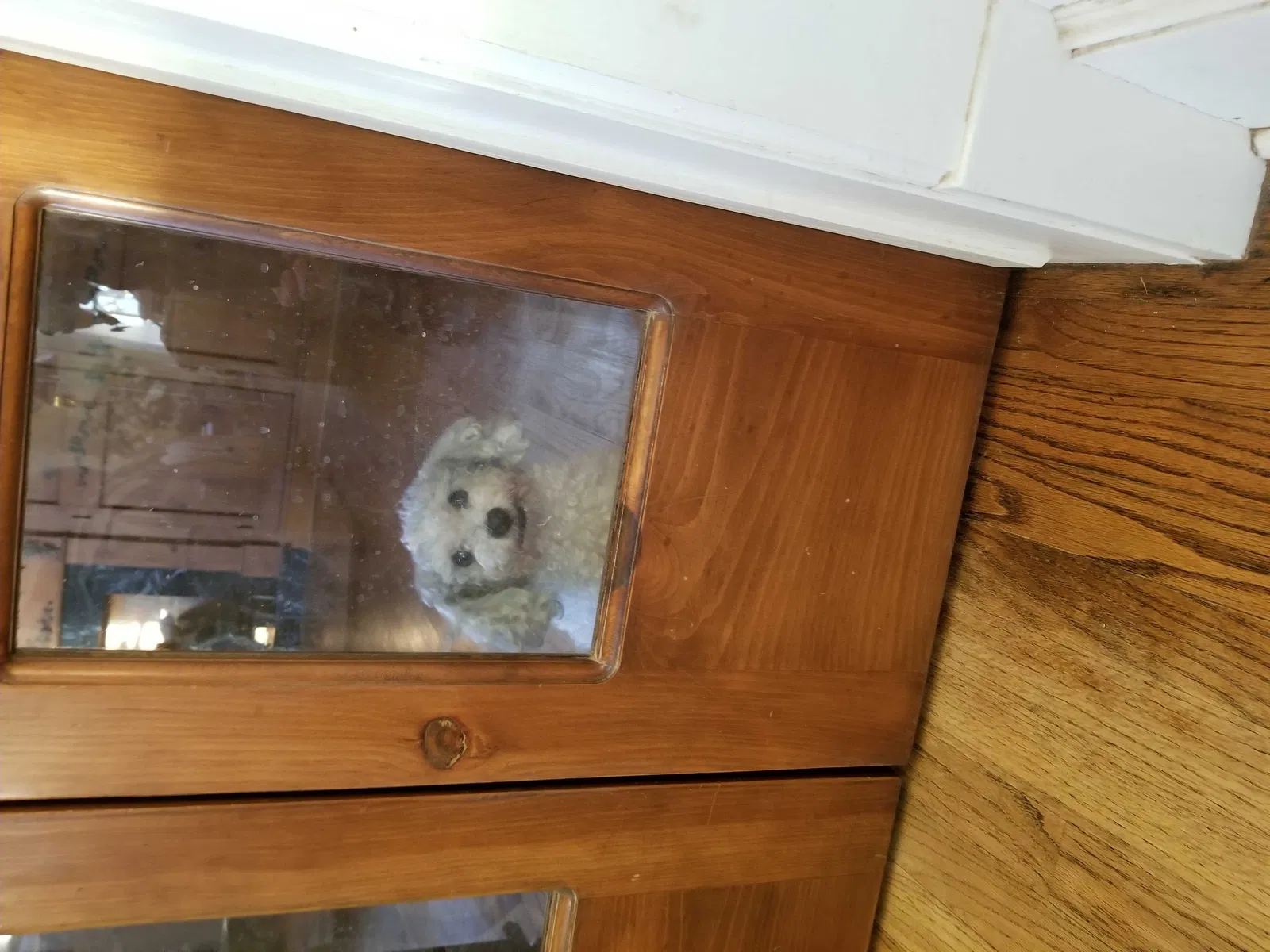 Found dog in Chandler, OK, 74834