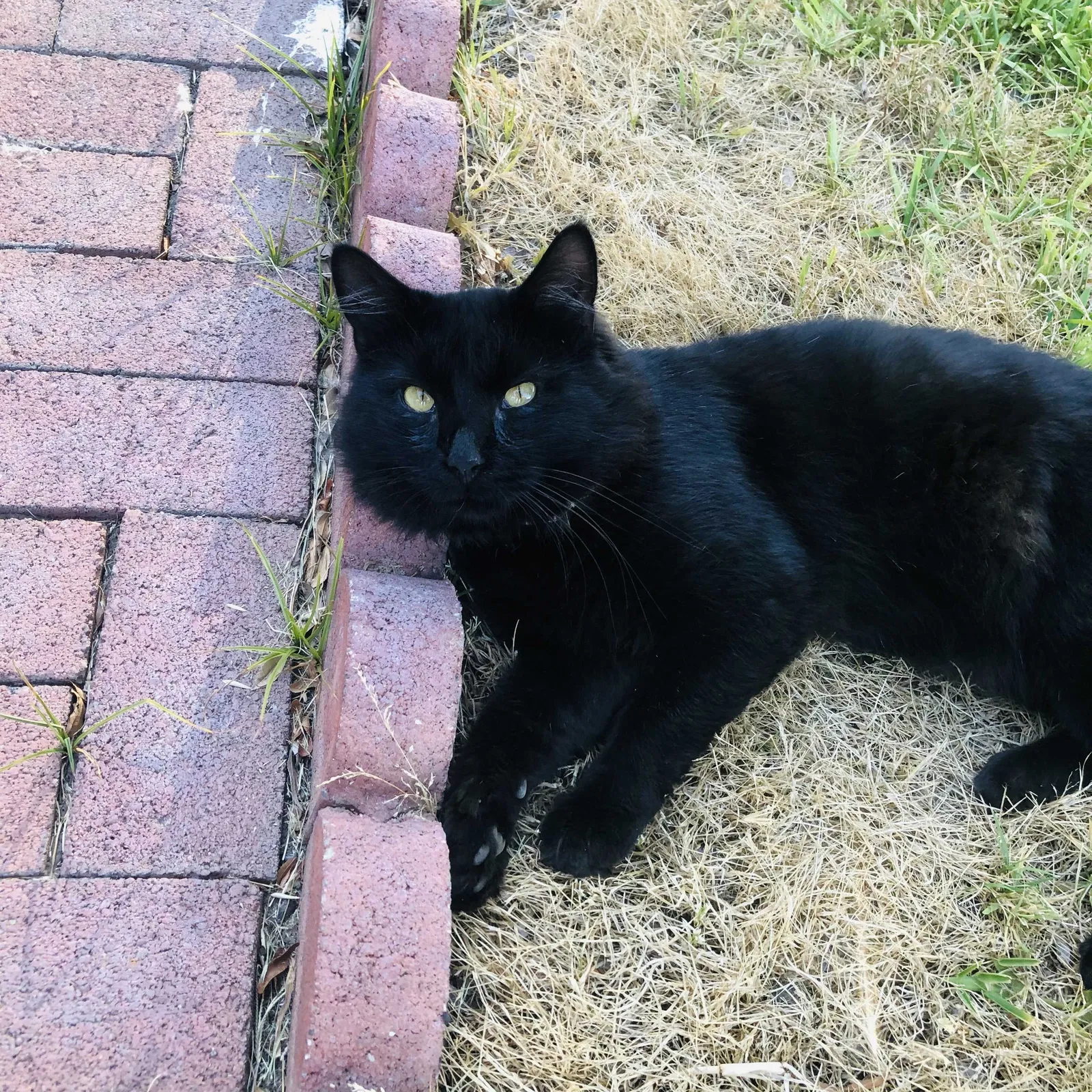 Lost cat in Corona, CA, 92878