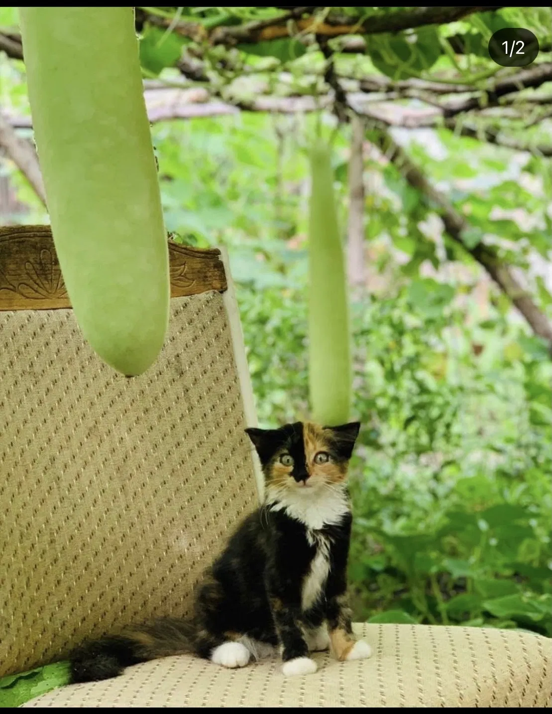 Lost cat in Des Moines, IA, 50315