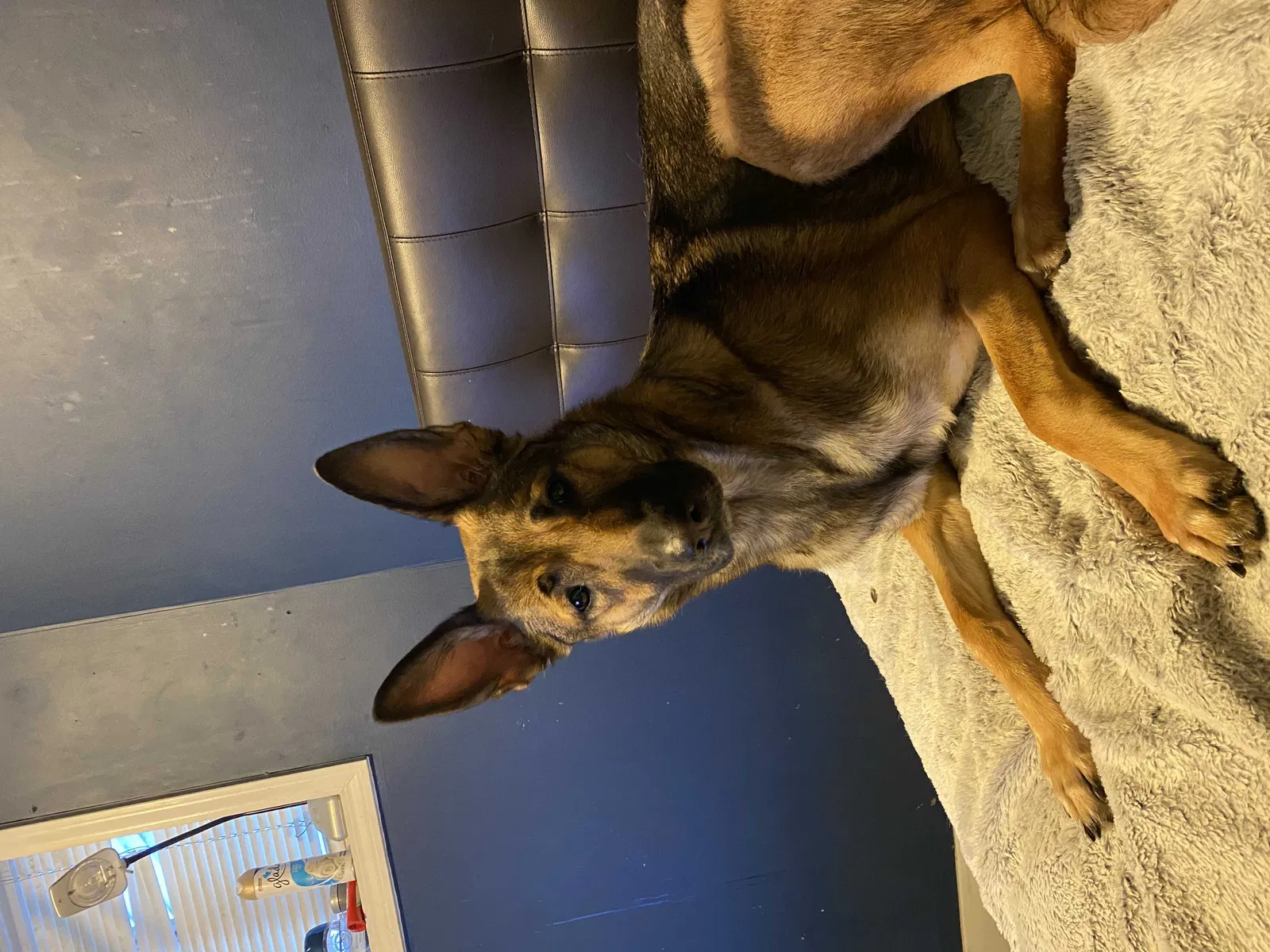 Lost dog in Chicago, IL, 60618