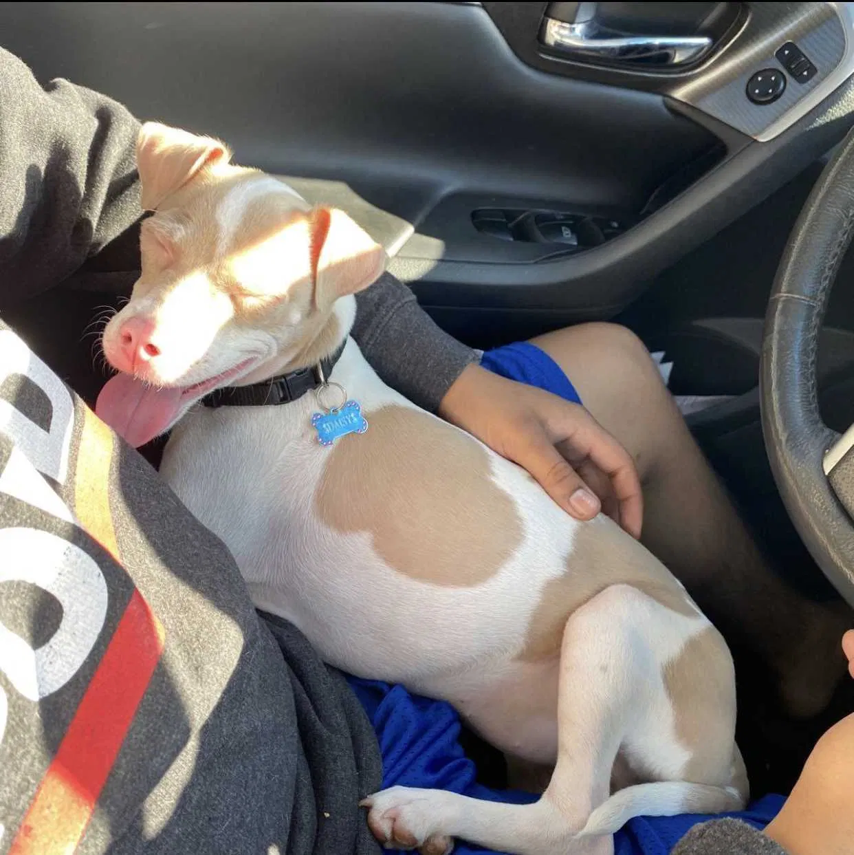 Lost dog in Phoenix, AZ, 85006