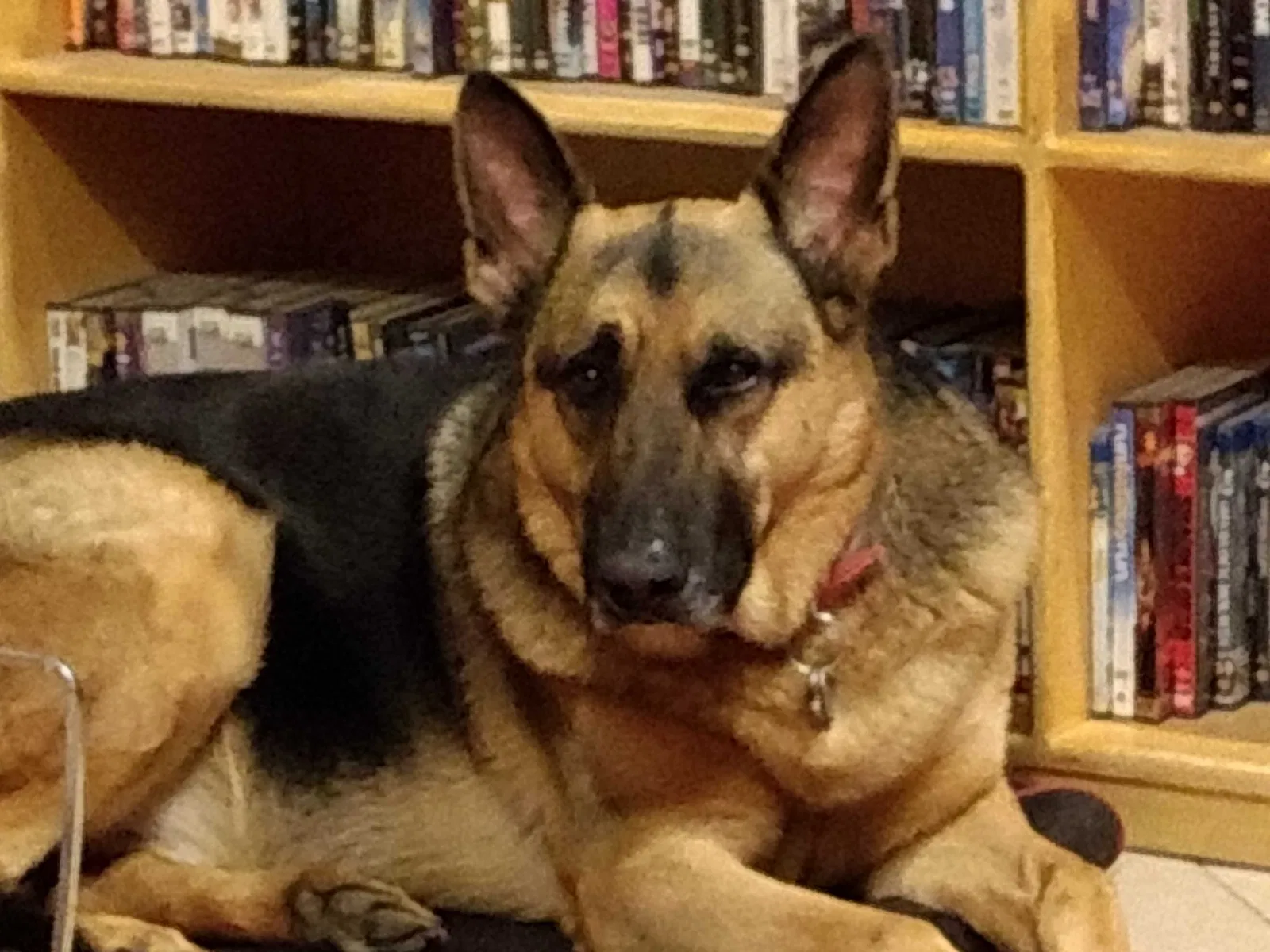 Lost dog in Mesa, AZ, 85202