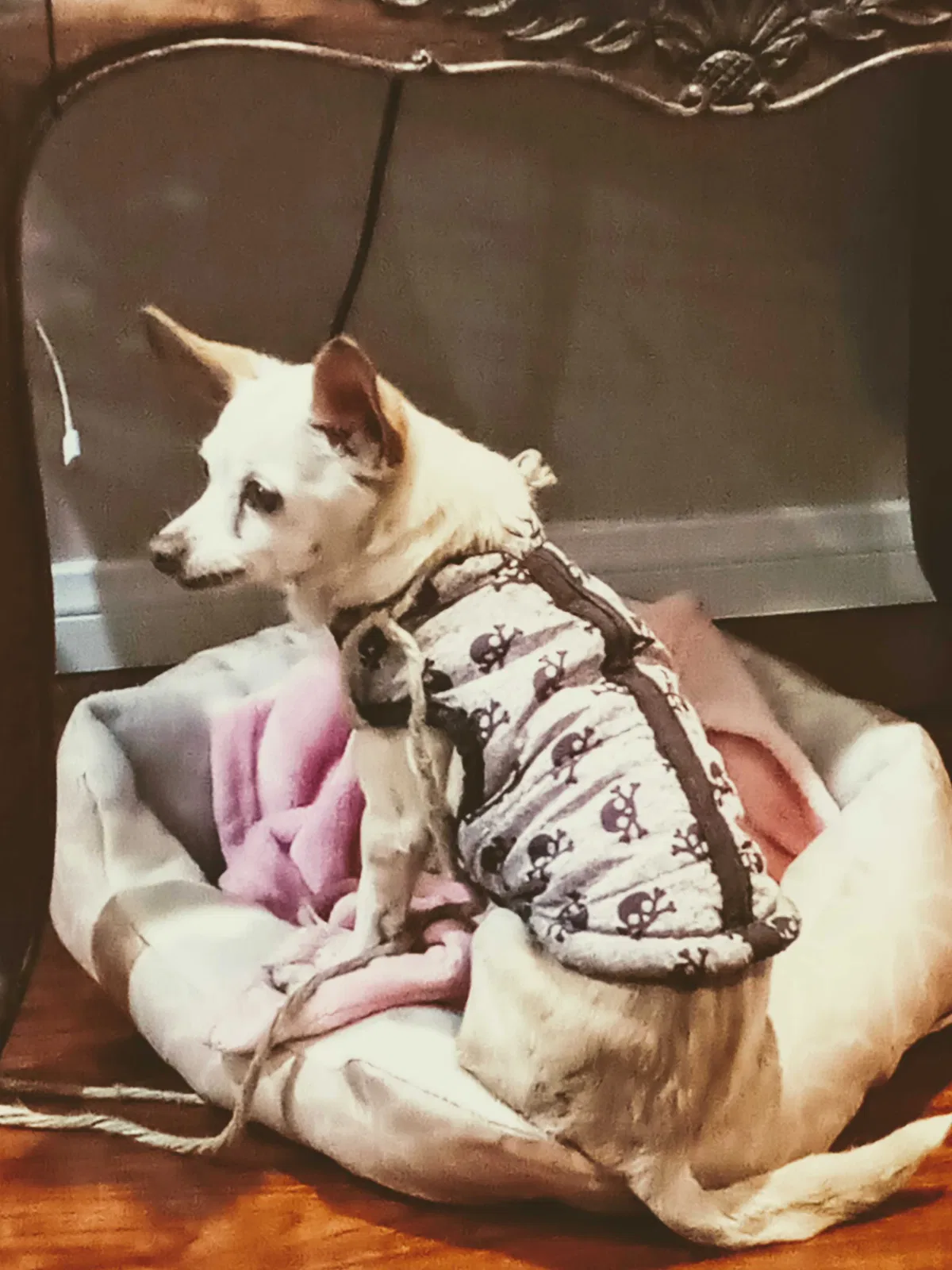 Lost dog in South El Monte, CA, 91733