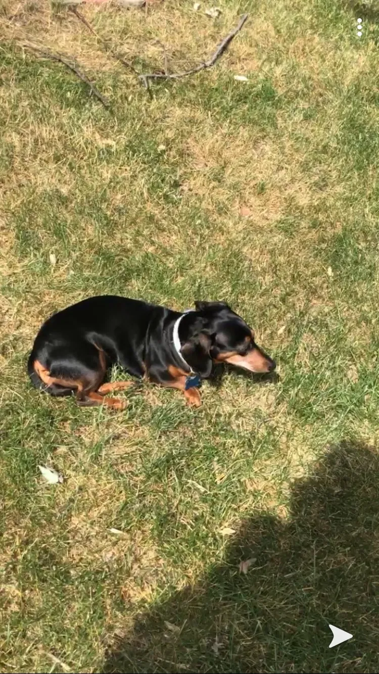 Lost dog in Minneapolis, MN, 55430