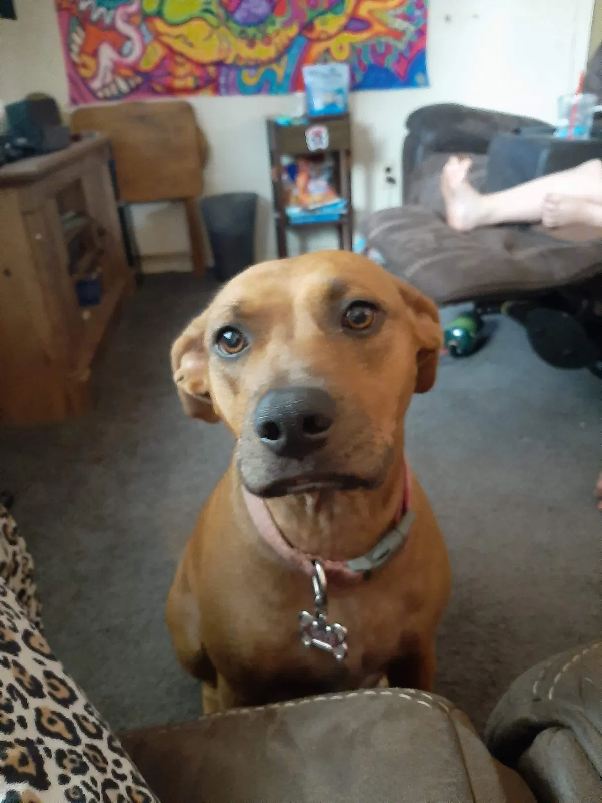 Lost dog in Warren, MI, 48091